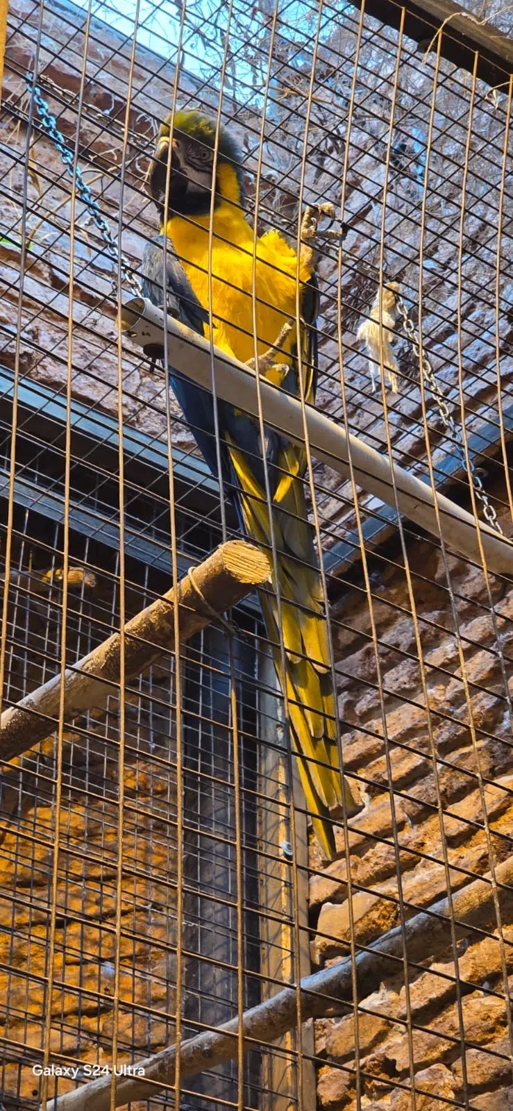 aves exóticas