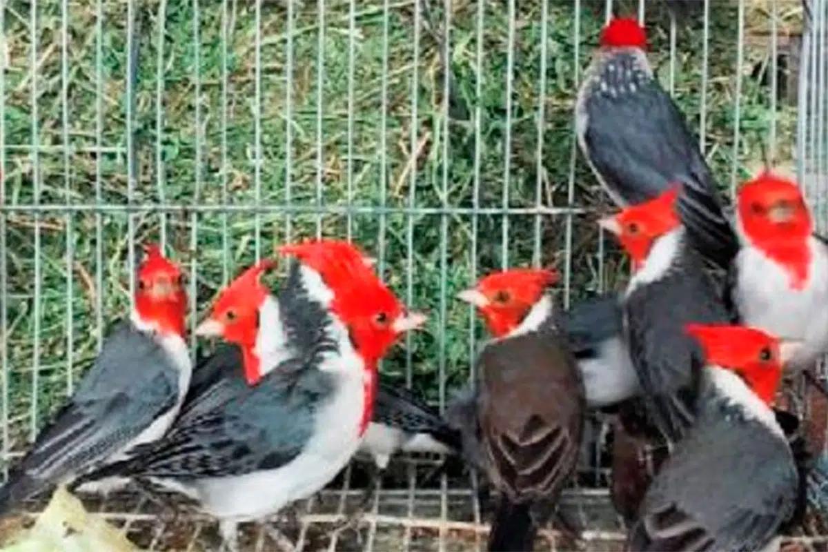 cardenal copete rojo