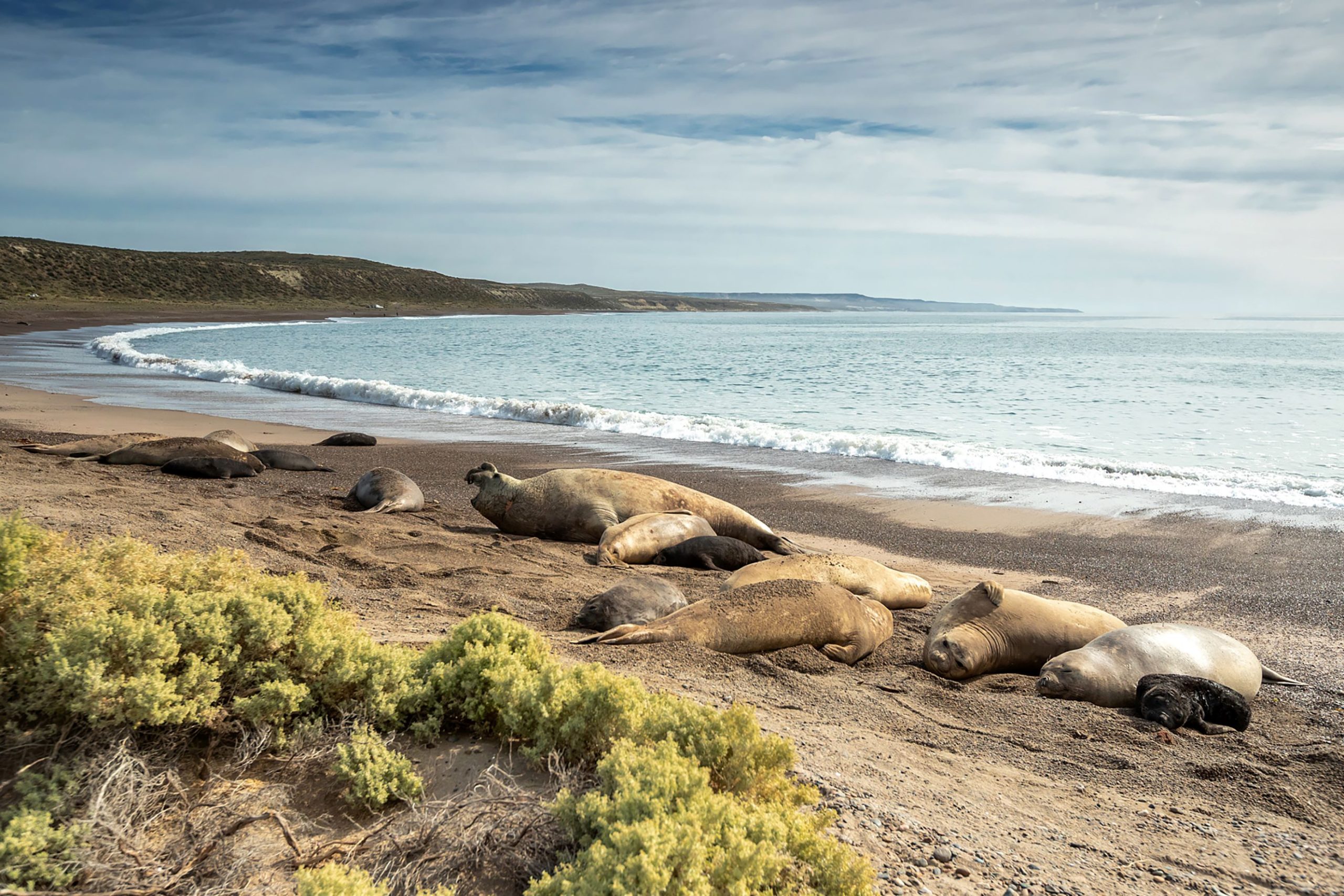 繁殖季节中的海象被楚布特的运动渔民包围，有什么后果？ - Noticias Ambientales, image size:2560x1707