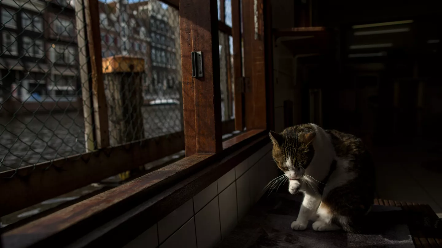 Amsterdam will install hundreds of cat stairs to prevent them from drowning in its canals. Photo: Euronews.