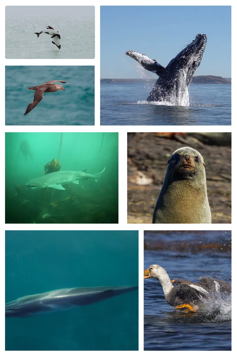 especies marinas