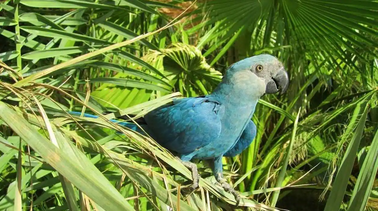 guacamayo azul