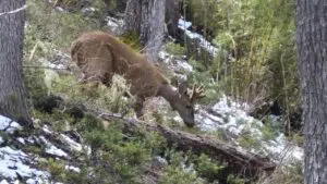 Le retour du huemul ravive l'espoir pour la conservation de l'une des espèces les plus emblématiques du pays. Photo : Argentina.gob.