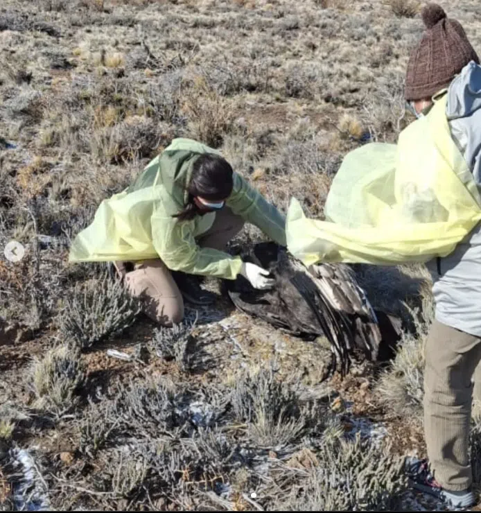Muerte cóndor andino por cebo envenenado con producto ilegal
