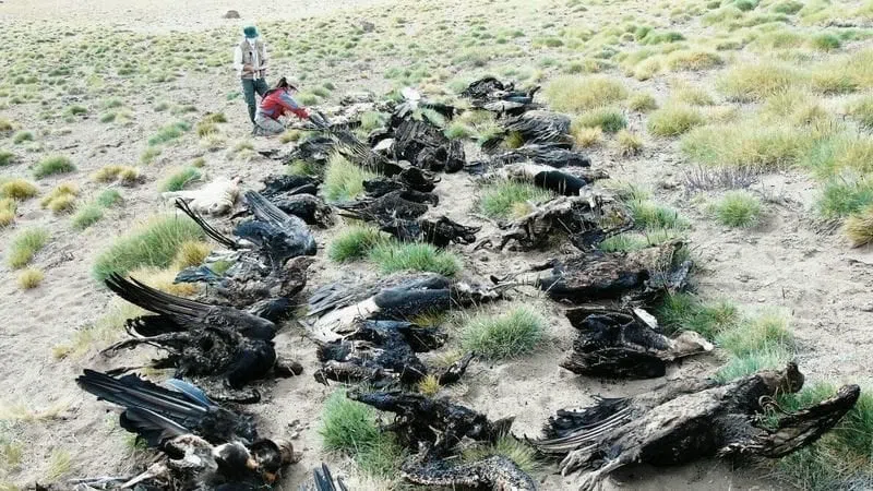 Muerte cóndor andino por cebo envenenado con producto ilegal