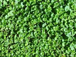 Dichondra repens, também conhecida como "Orelha de rato", a planta que substitui o gramado. Foto: Turfland.