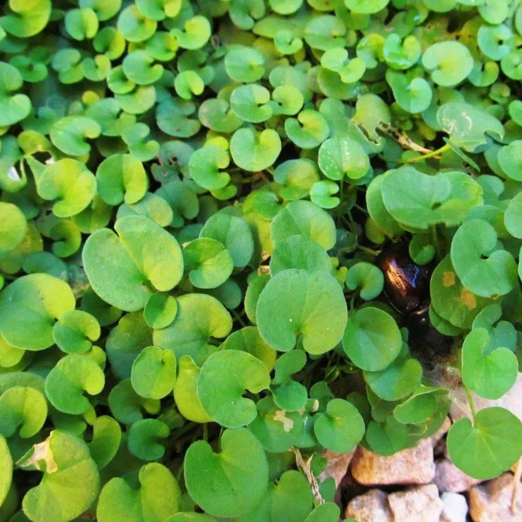 Dichondra repens, também conhecida como "Orelha de rato", a planta que substitui o gramado. Foto: Enraizando nativas.