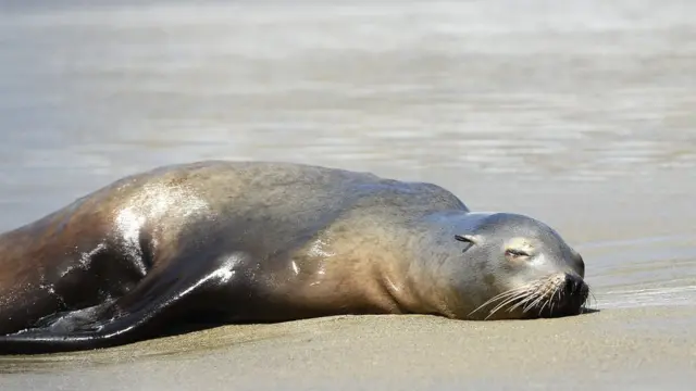 Los mamíferos marinos de California en peligro por el brote bacteriano, que terminó con cientos de ejemplares. Foto: BBC.