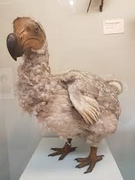 Científicos buscan resucitar un ave extinta hace más de 300 años: el dodo. Foto: ArgentiNat.