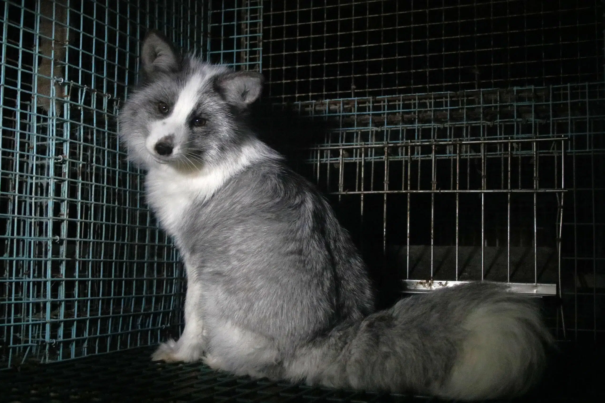 La editorial Condé Nast prohíbe el uso de pieles en sus producciones. Foto: Claire Bass/ Humane World for Animals.