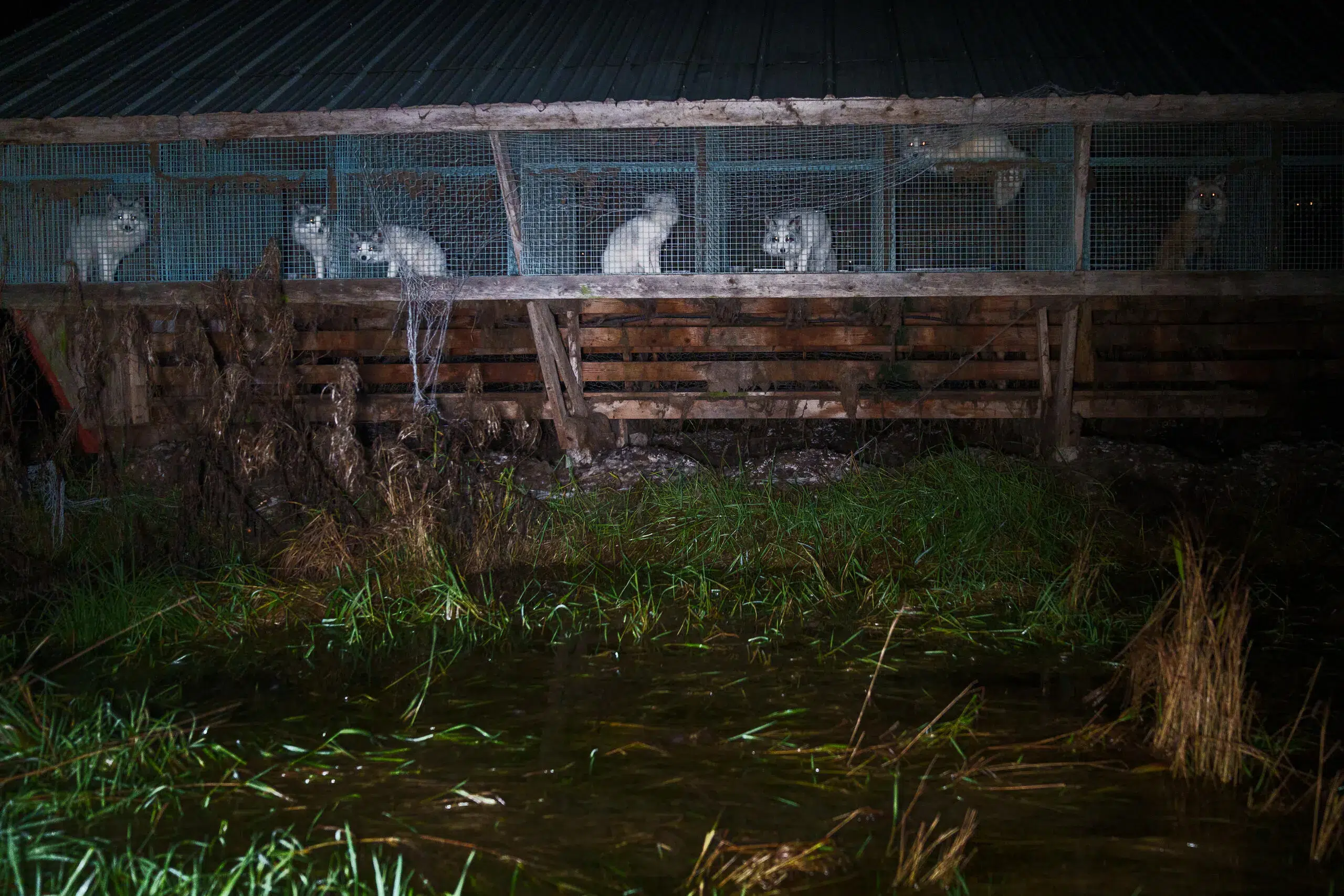 La editorial Condé Nast prohíbe el uso de pieles en sus producciones. Foto: Kristo Muurimaa/ Humane World for Animals.