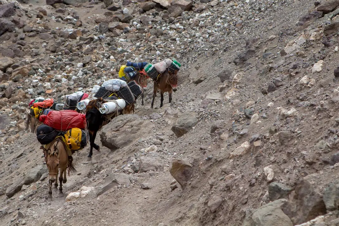 Mulas en el Parque Aconcagua
