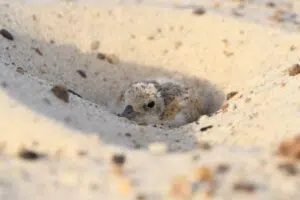 Cómo es la campaña para resguardar las aves que anidan en el Uruguay. Foto: WCS Argentina.