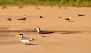 Cómo es la campaña para resguardar las aves que anidan en el Uruguay. Foto: WCS Argentina.