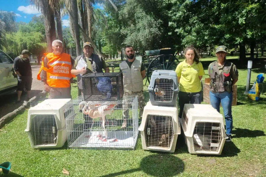 Rescatan más de 15 aves silvestres del tráfico de animales en Entre Ríos. Foto: El Once.