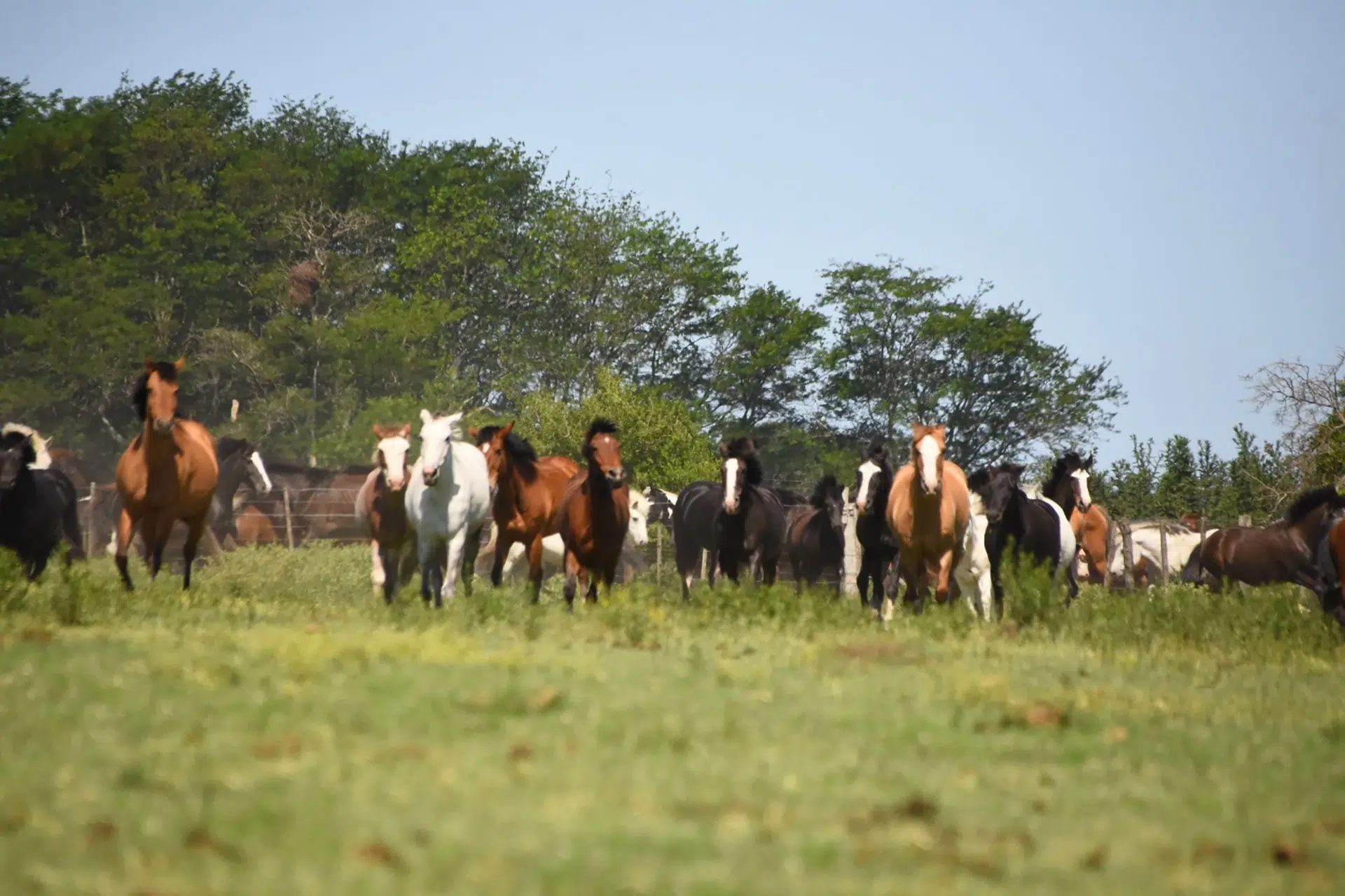 caballos rescatados