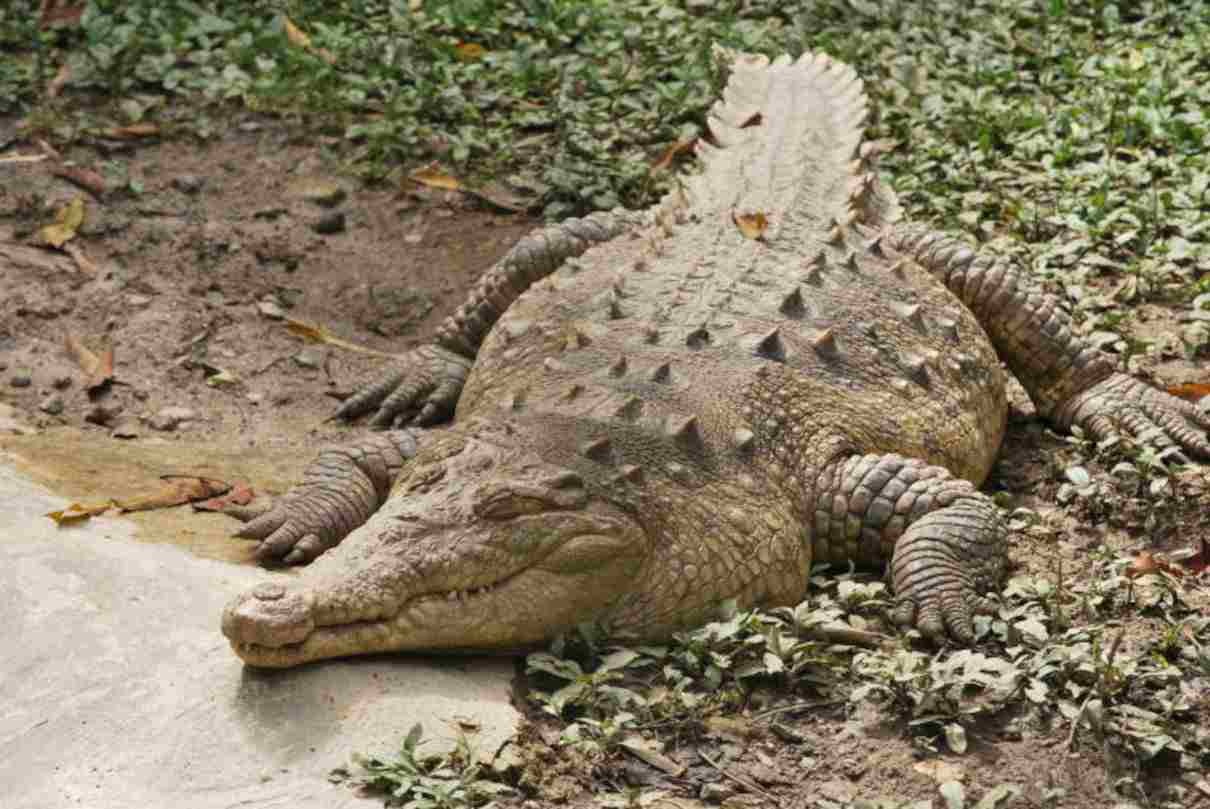 crocodilo de Tumbes