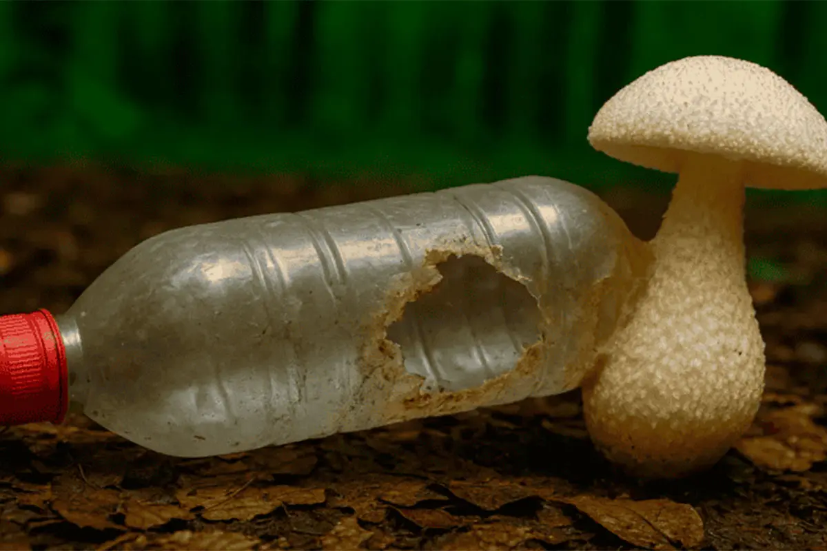 contaminação por plásticos