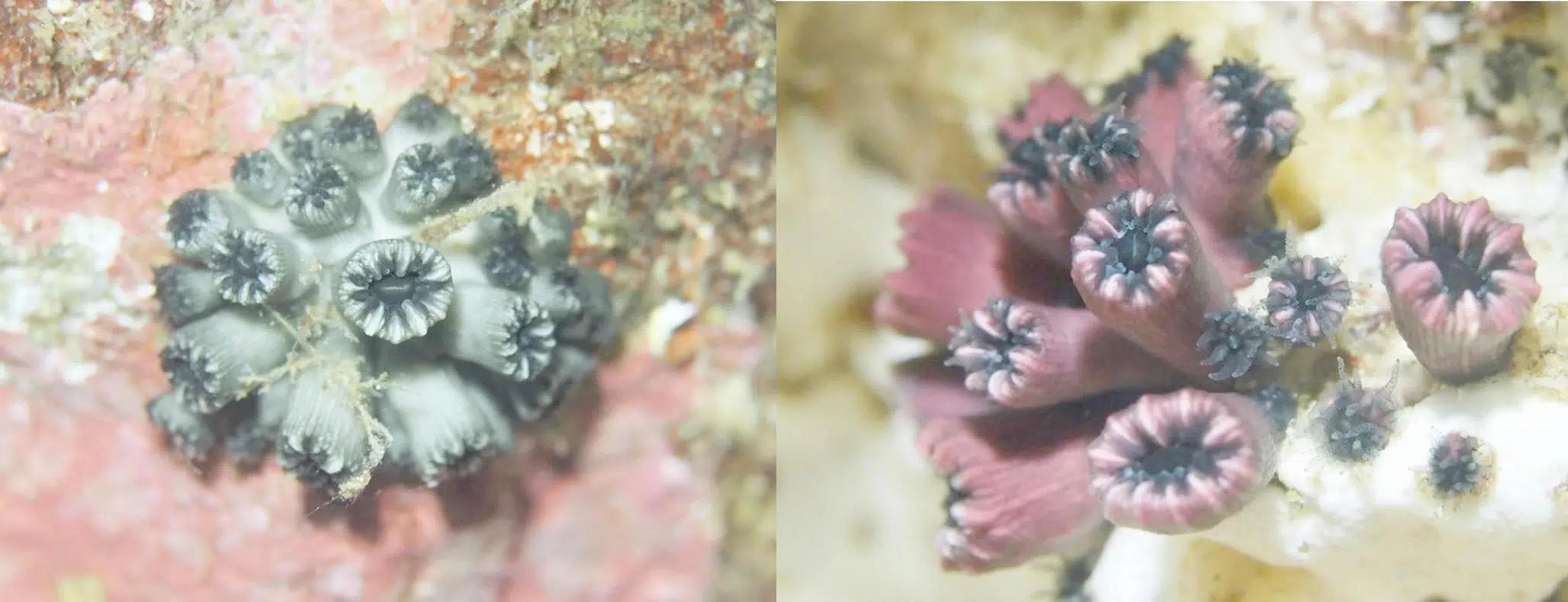 独立珊瑚重返加拉帕戈斯岛，揭示了海洋的脆弱性。照片：Marine Biology。