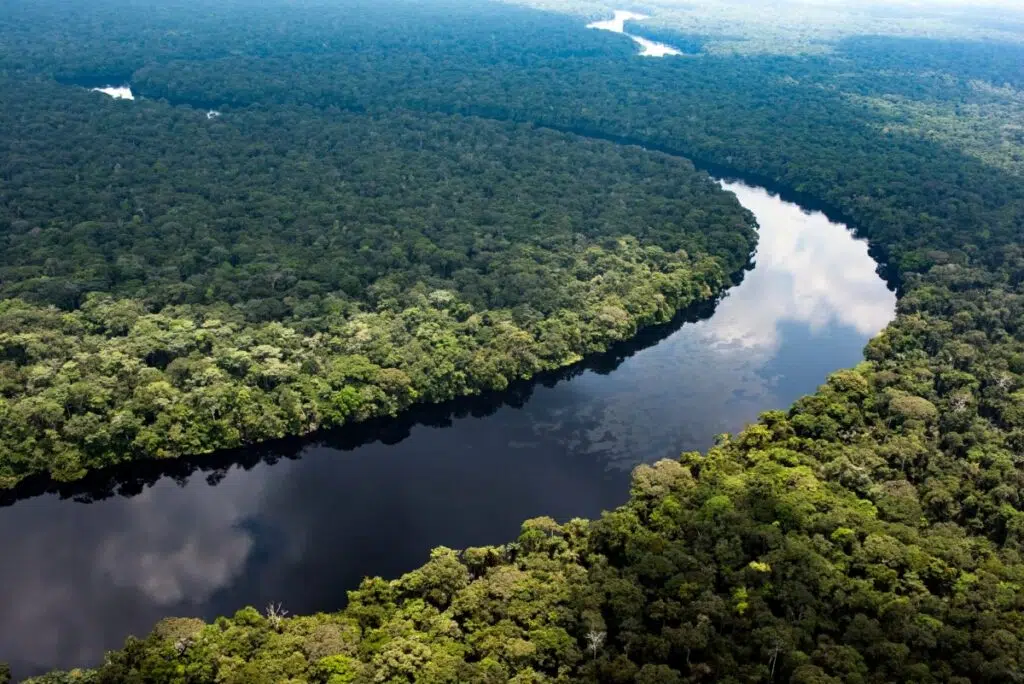 Europa y organismos internacionales lanzan un fondo clave para rescatar la selva de la cuenca del Congo antes de 2030. Foto: Greenpeace España.