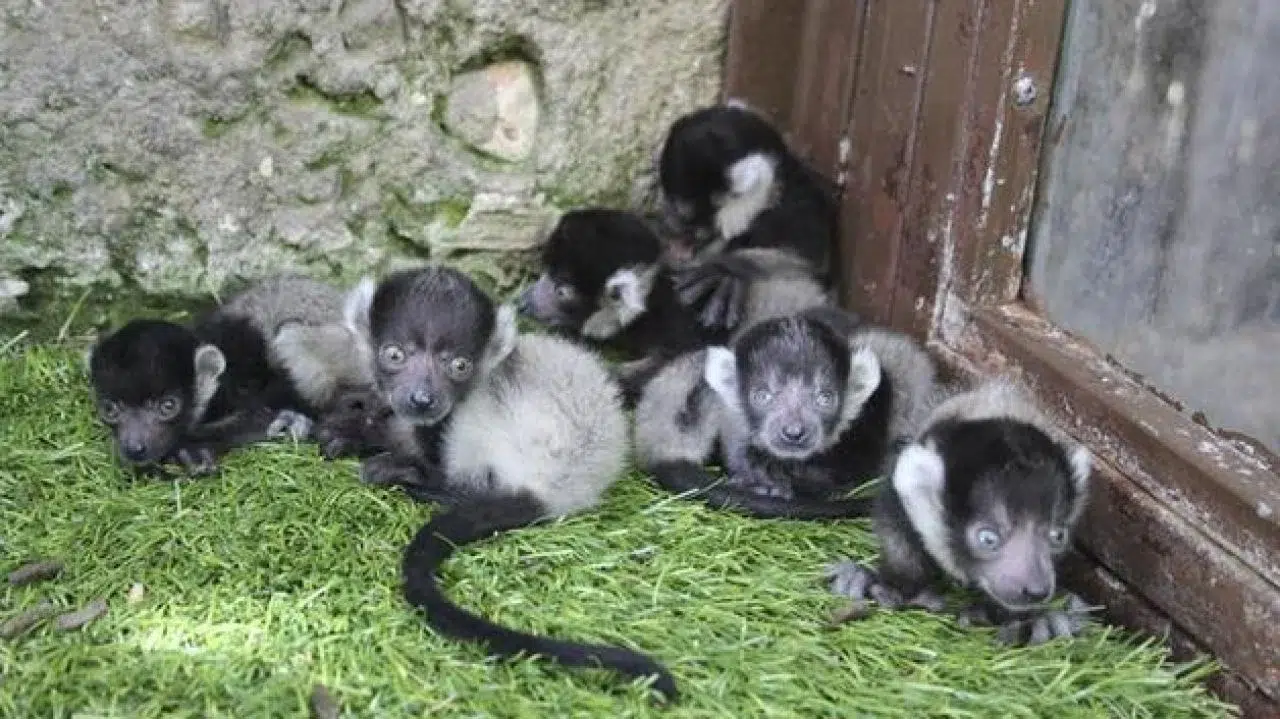black-and-white ruffed lemurs