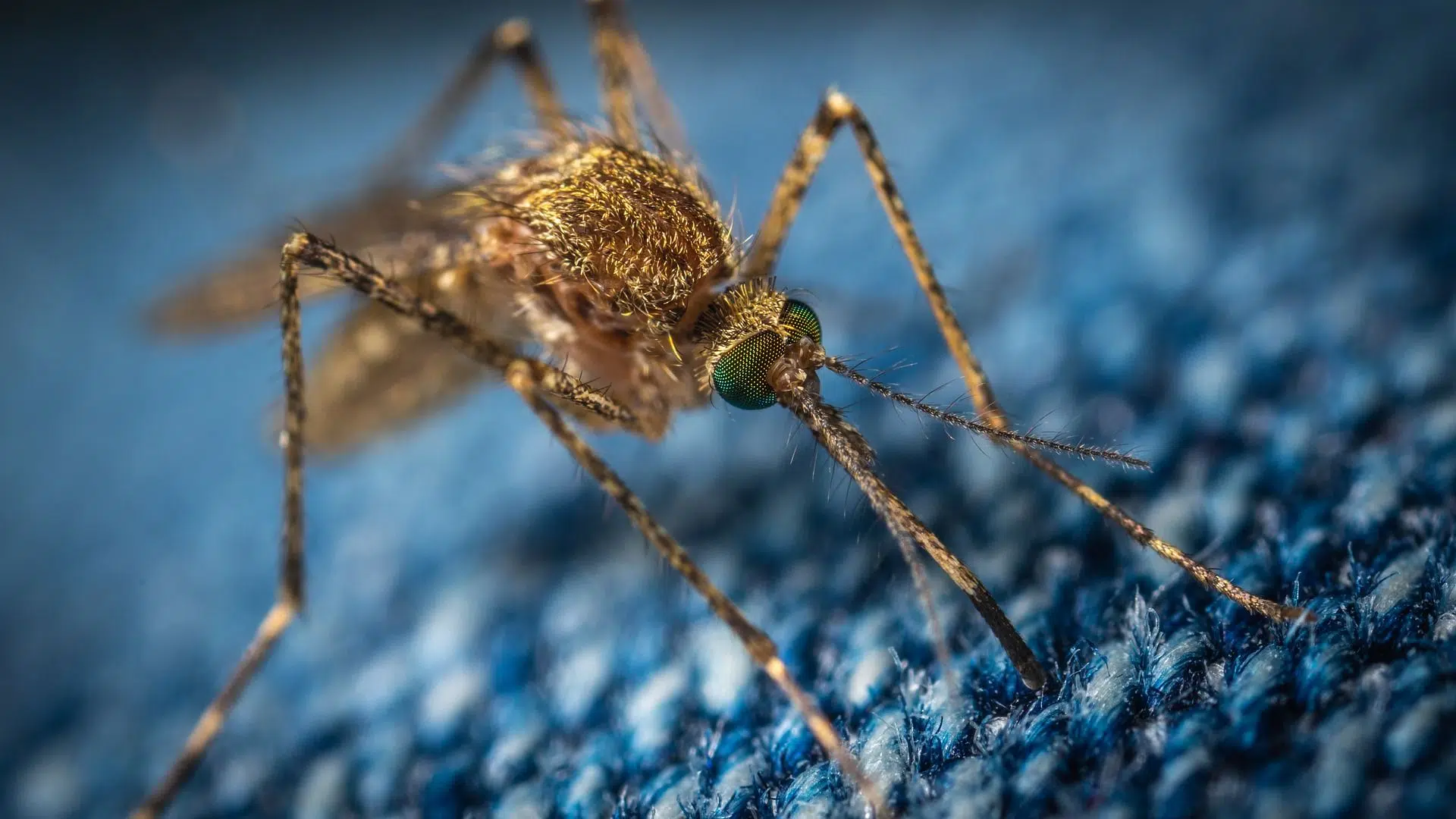 malaria en África