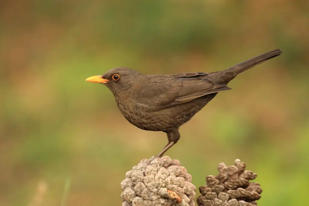 Among the most relevant species are the Eurasian magpie (Pica pica) and the common blackbird (Turdus merula), which provide multiple ecosystem regulation services.