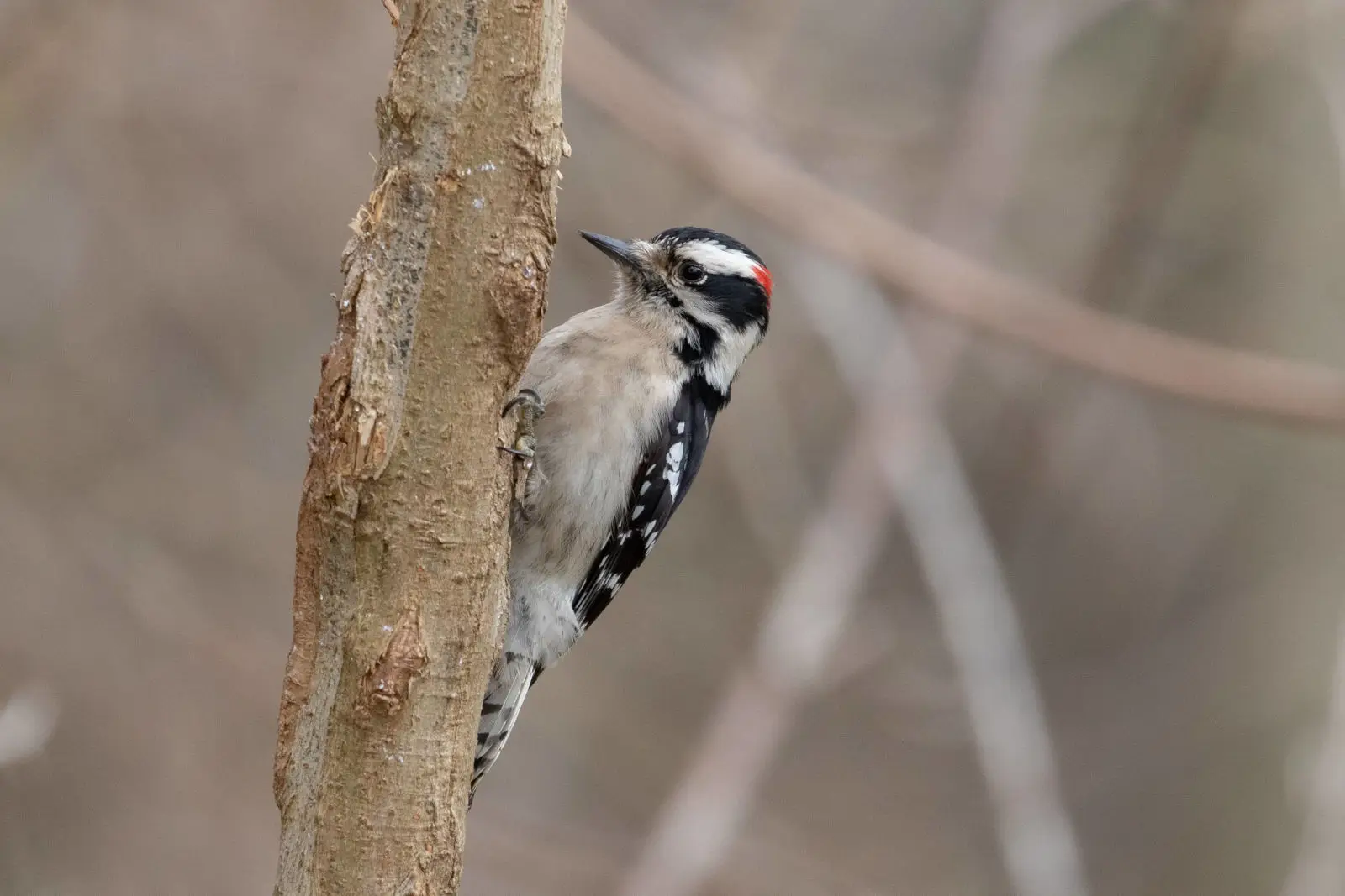 Downy Woodpecker