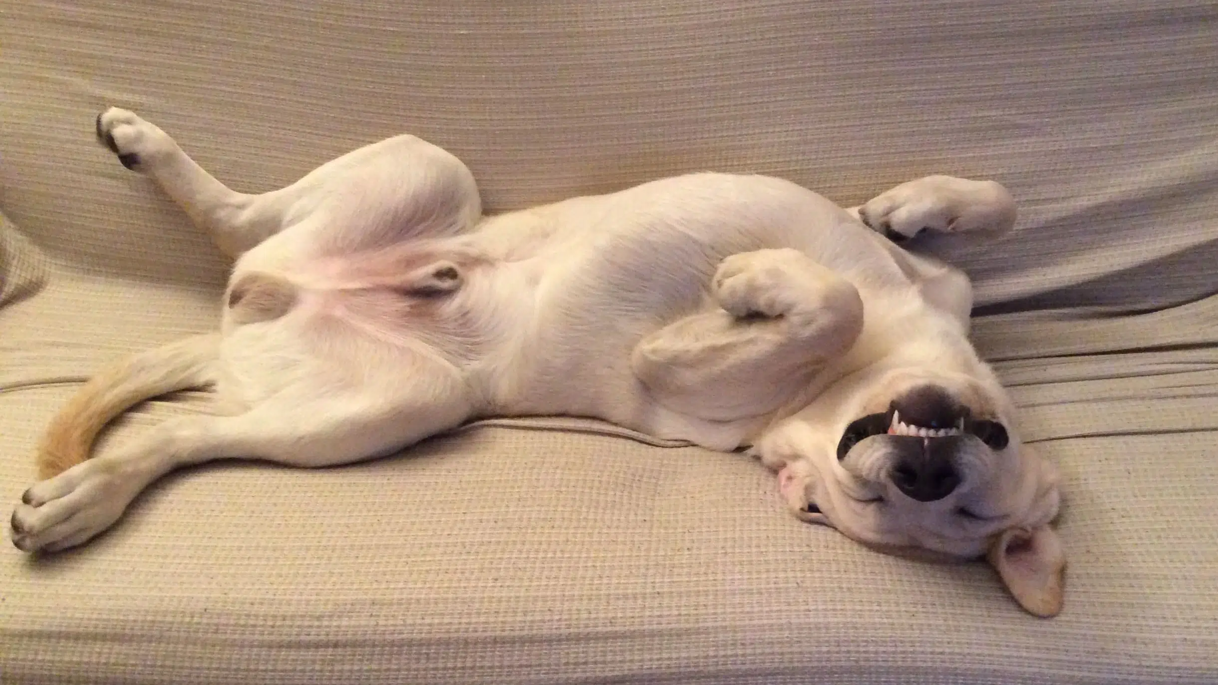 panza perro