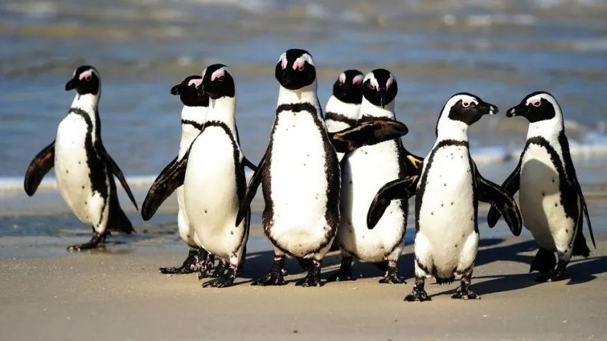 Pesca intensiva y escasez de peces: la creciente amenaza que empuja al pingüino africano al borde del colapso. Foto: WFLA.