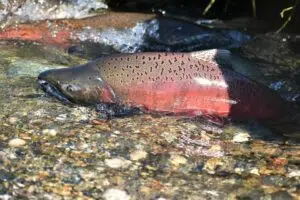 Santa Cruz advances with a law to control the Chinook salmon. Photo: ArgentiNat.