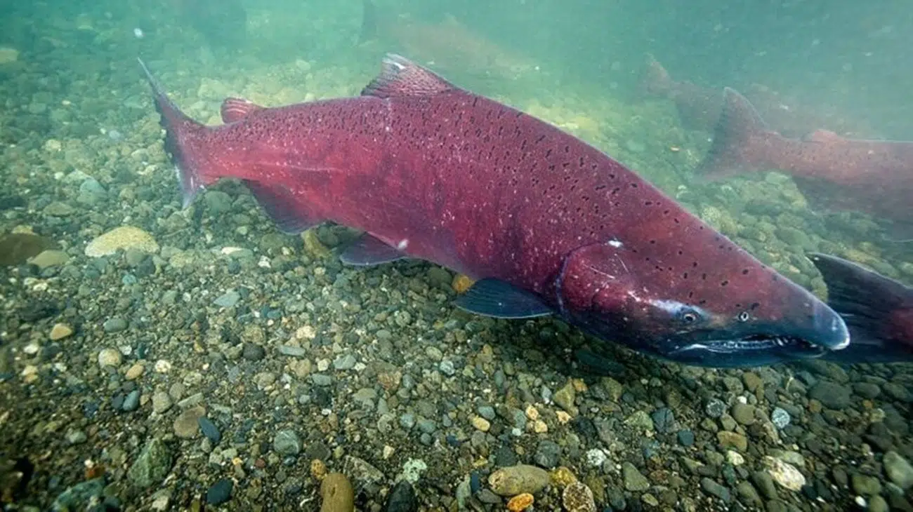 Como esta espécie invasora domina os rios da Patagônia
