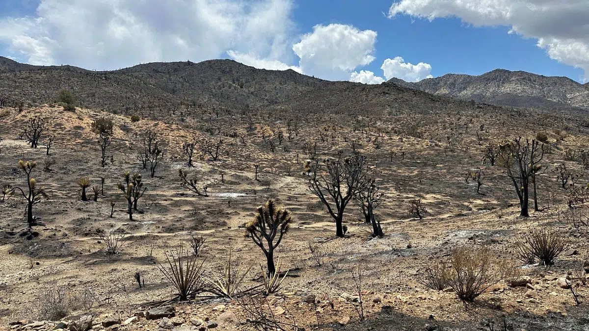 Sequía en California: un estudio revela que la falta de agua incrementa los incidentes entre fauna silvestre y humanos – Noticias Ambientales