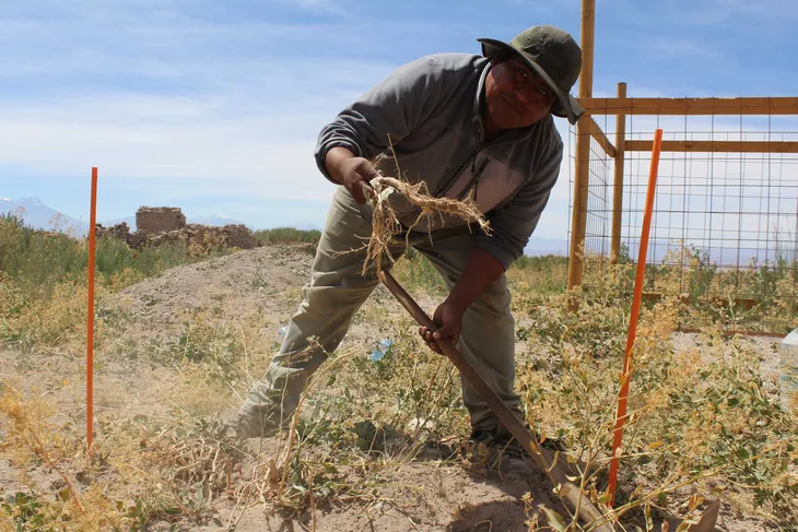 Tecnología verde en el desierto de Atacama: cómo la IA impulsa la agricultura en lugar más árido del planeta. Foto: Más Producción.