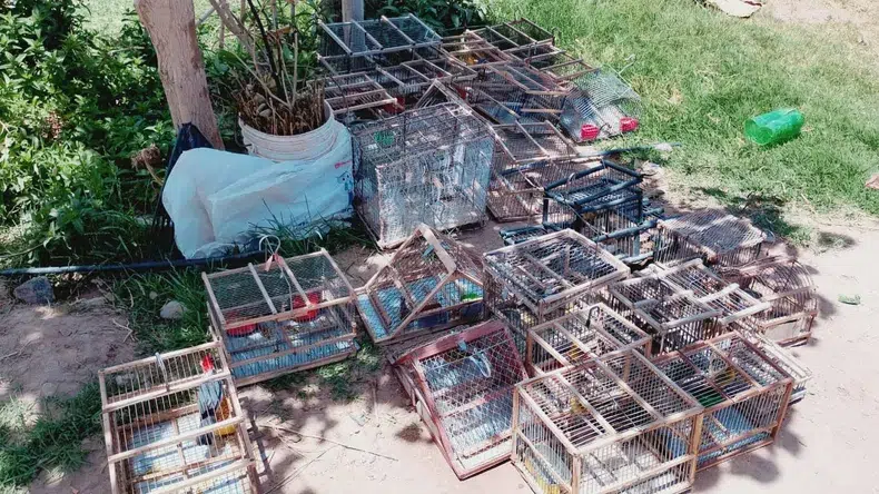 Tráfico de fauna en San Juan: rescatan 36 aves autóctonas y advierten sobre el impacto ecológico creciente. Foto: Tiempo de San Juan. 