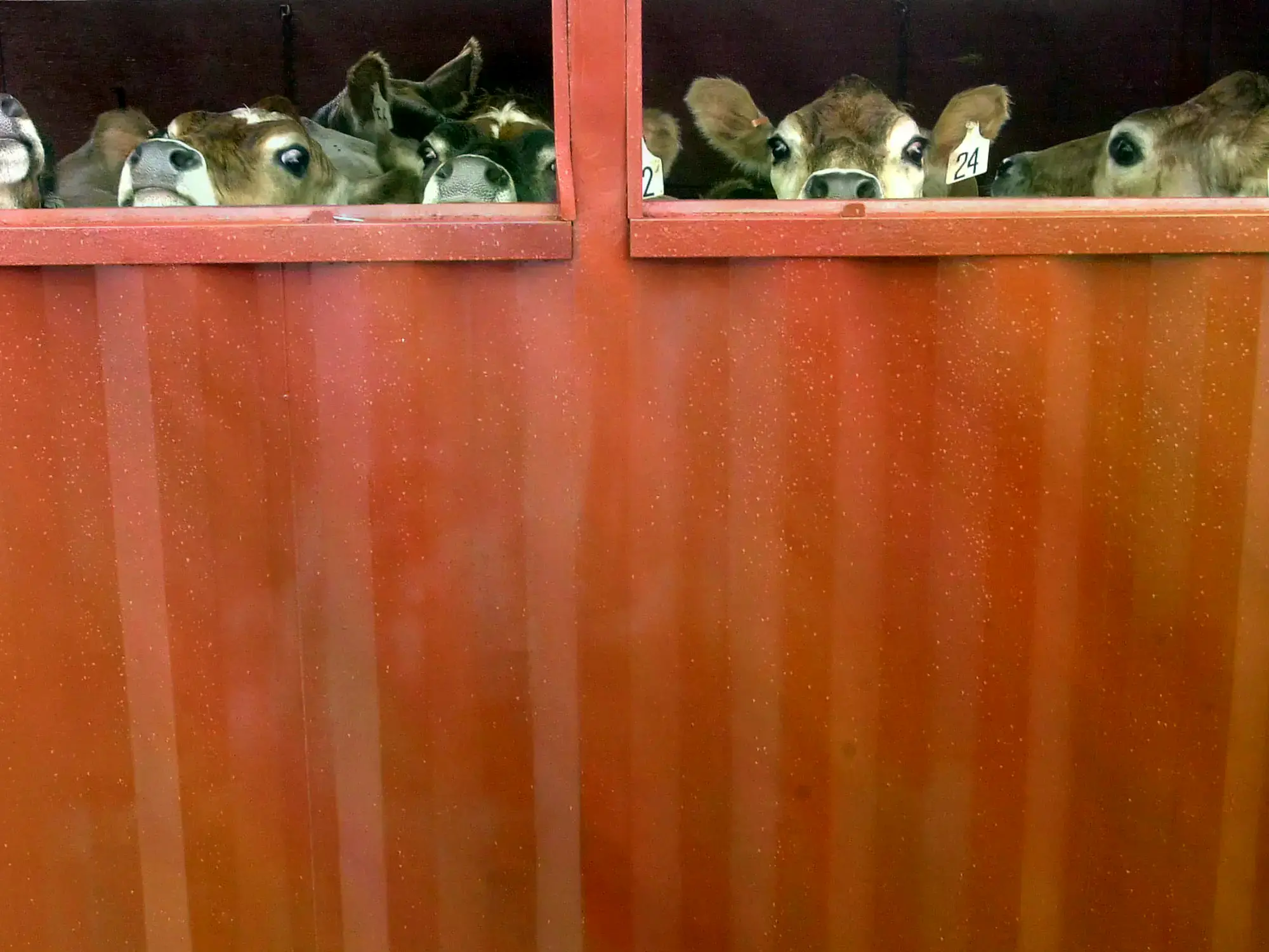 vacas de Uruguay