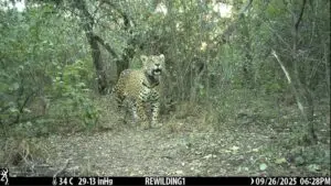 El rastreador de Acaí, la yaguareté, fue encontrado sumergido en el río Bermejo y desde hace días no se sabe nada de ella. Foto: Argentina.gob.
