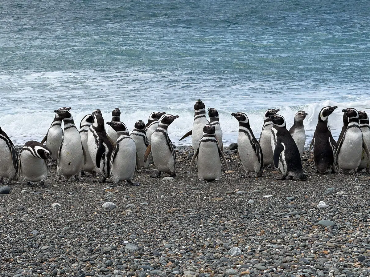 Discovering Cabo Vírgenes: Kilometer Zero of Route 40 and Penguin Sanctuary in the Southern Tip of Argentina
