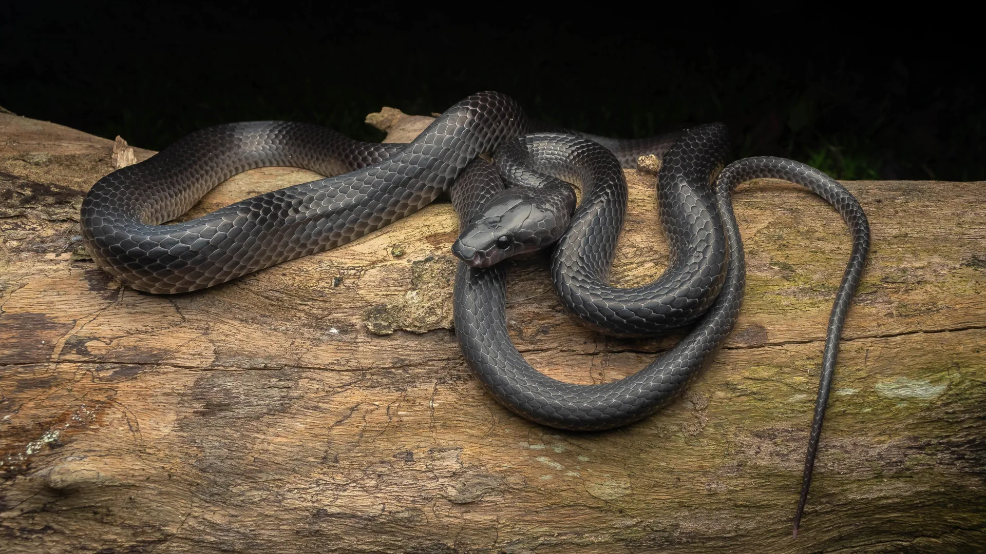Descubren una nueva especie de serpiente