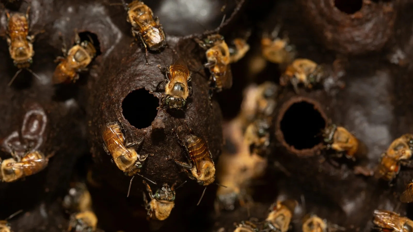 Peru marks an environmental milestone by recognizing legal rights for Amazonian bees. Photo: National Geographic.