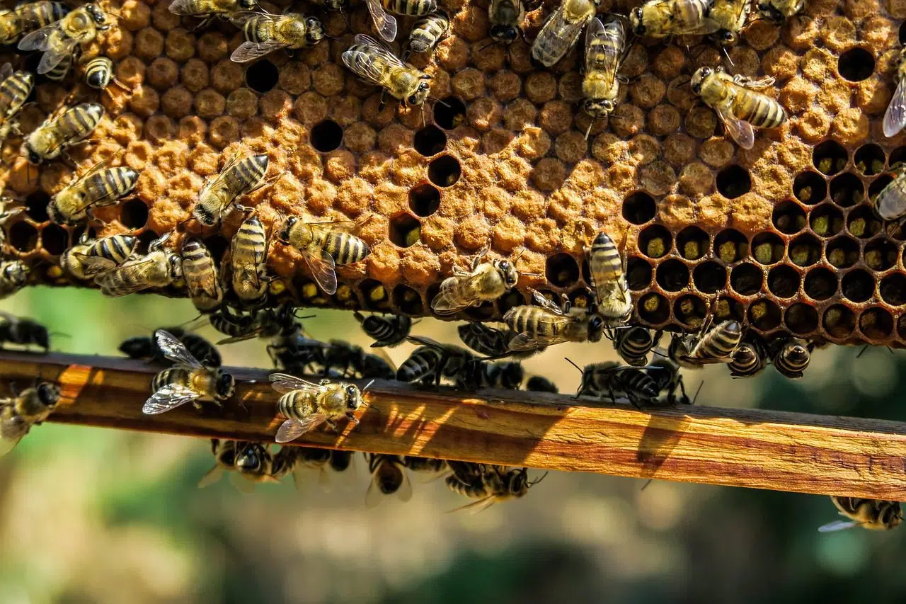 abejas melíferas