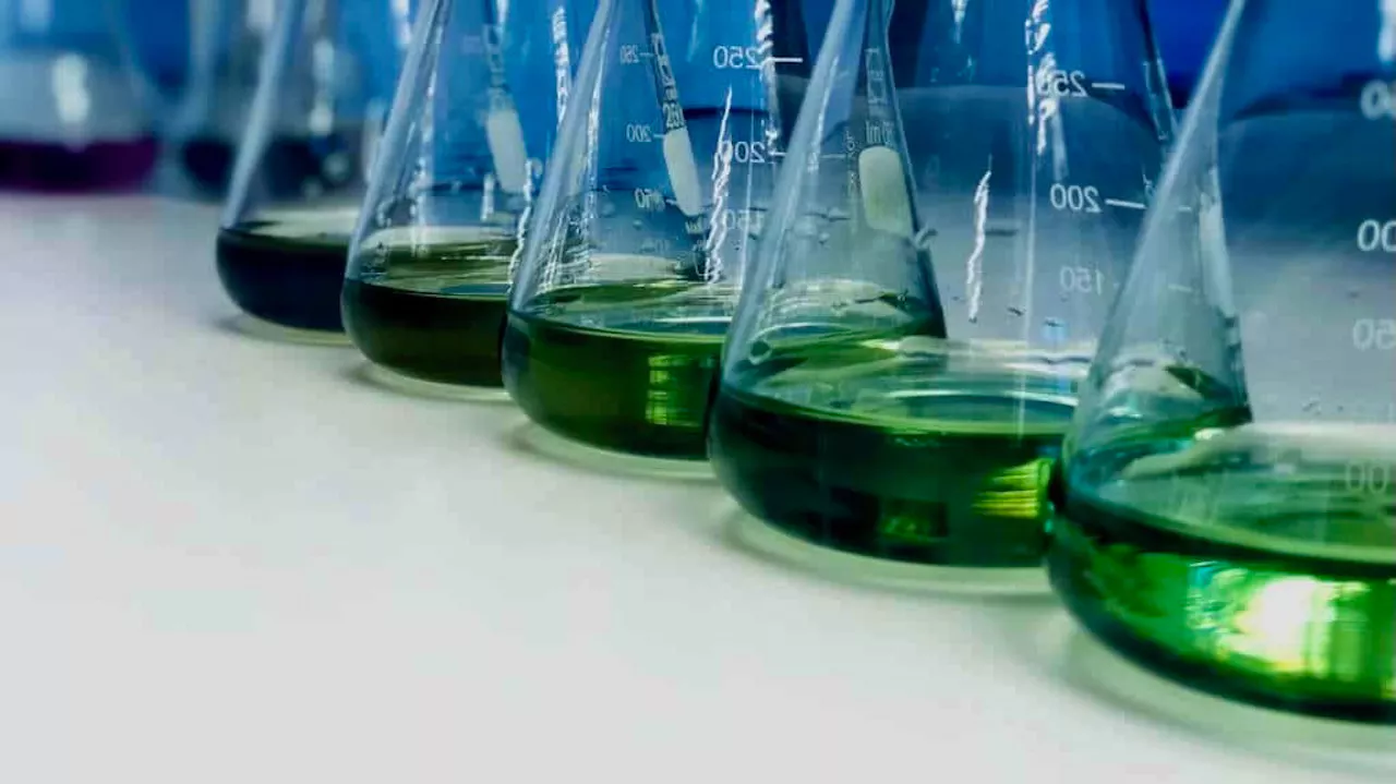 Denmark inaugurates the world’s first dynamic green ammonia plant: a milestone for the energy transition