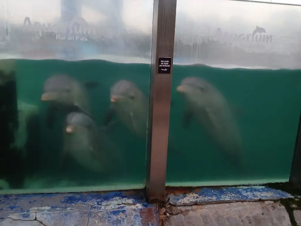 Die Delfine des Aquariums von Mar del Plata befinden sich bereits in Ägypten, ihrem neuen Zuhause. Foto: Ahora Mar del Plata.