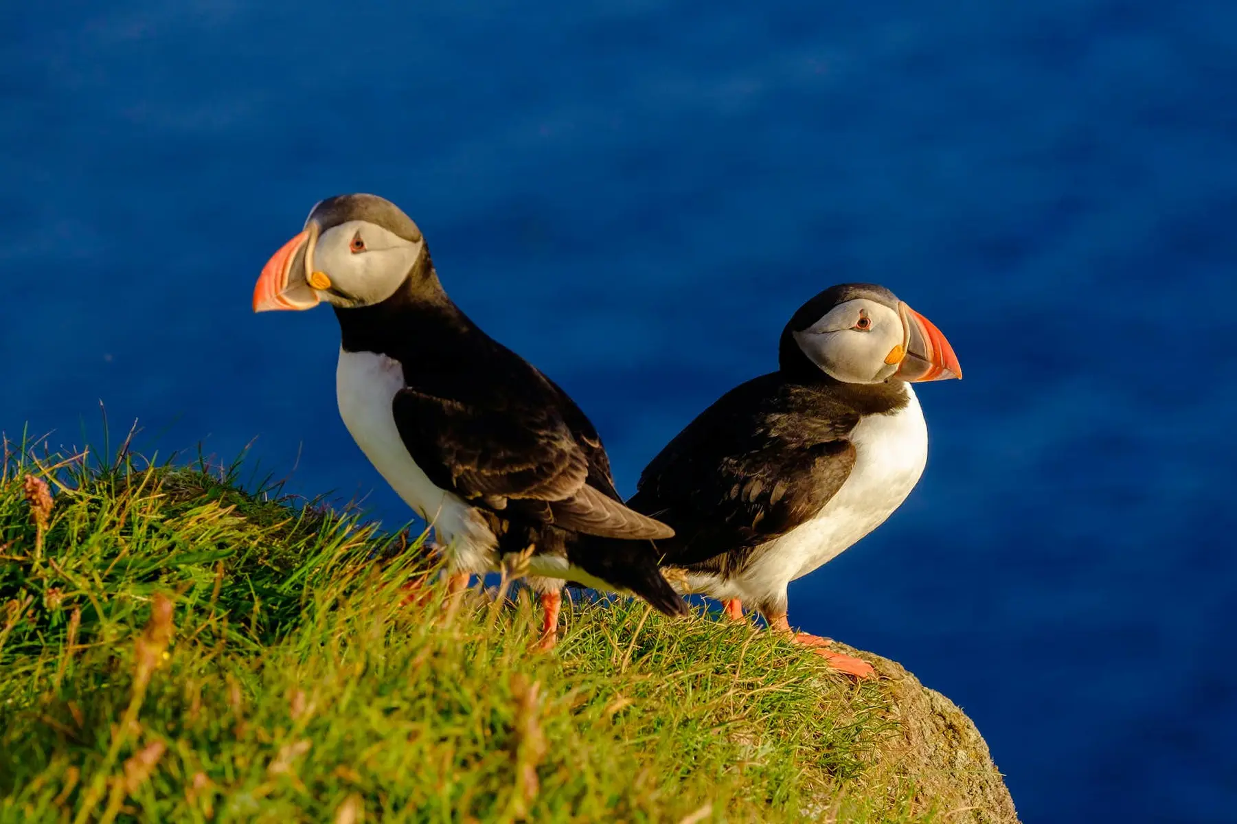 aves de Islandia