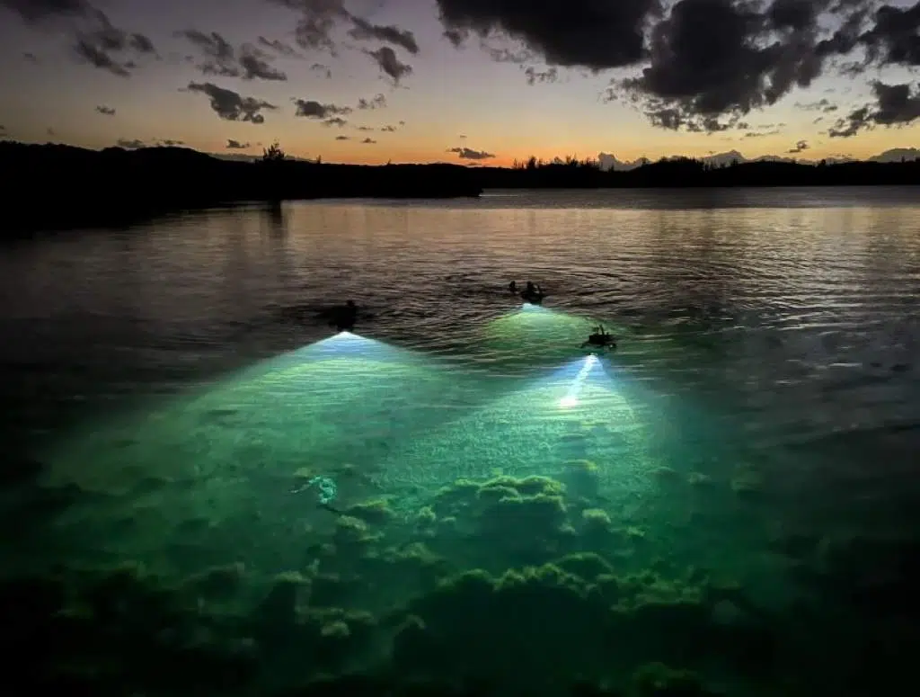 hippocampes Bahamas