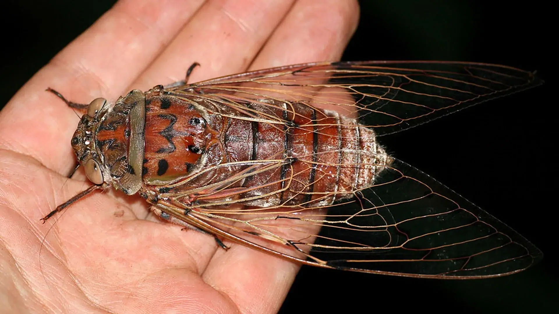 Cicada Wings Empress: The Inspiration for a Group of Taiwanese Scientists in Developing Ultrasensitive Sensors