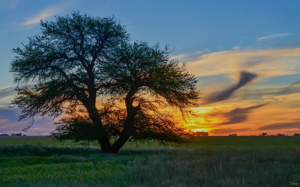 San Luis promove a conservação do Caldén com um acordo interprovincial