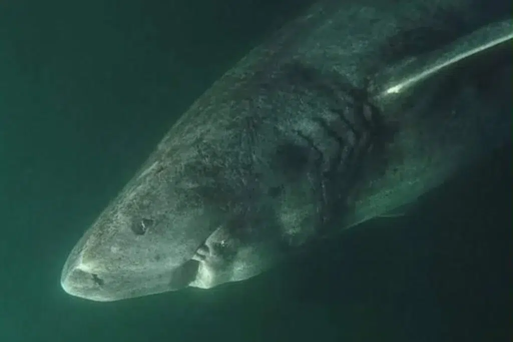 Une découverte dans l'Arctique montre comment la vie marine s'est rétablie après la plus grande extinction de l'histoire. Photo : Gizmodo.