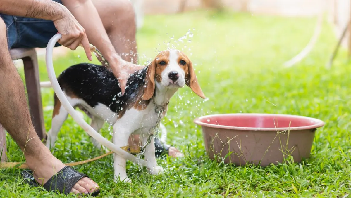 Chegou até o fim do post? Fez sentido por aí? Comenta GOSTEI se você gostou  desse formato de post com mais informações... . #NaFazendaAcademy #Pecuária, image size:1200x678