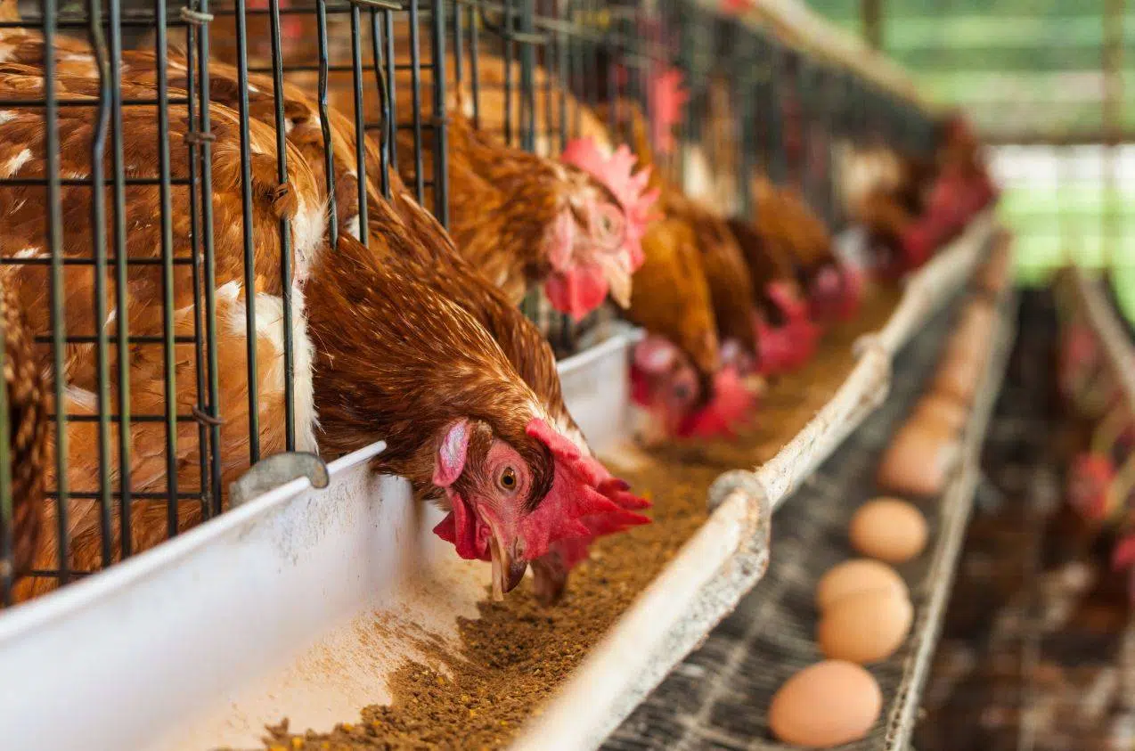 Avian flu and intensive poultry production: an unsustainable model according to a report conducted in Spain